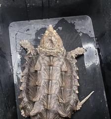 打造完美的拟鳄龟宠物生活，从饲养开始（打造完美的拟鳄龟宠物生活，从饲养开始）