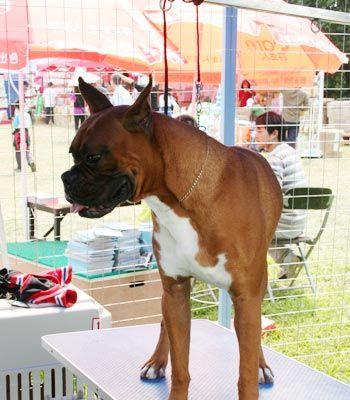 如何正确饲养德国拳师犬？（掌握以下15点，让你的拳师犬健康快乐成长！）