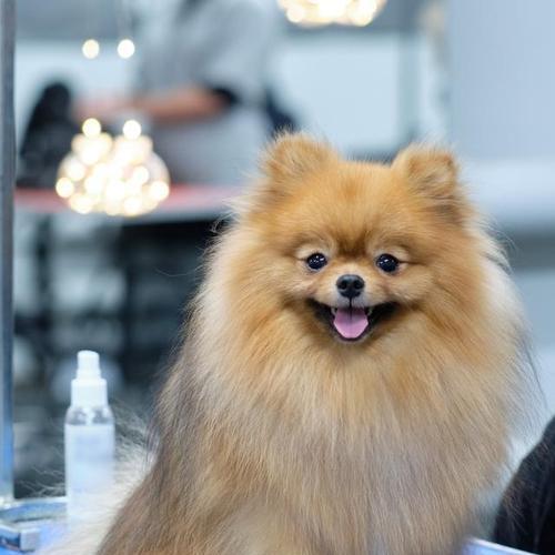 如何科学饲养博美犬（从饮食、运动到健康，让你的爱宠更健康快乐）