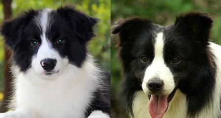 边境牧羊犬的饲养方法（打造忠诚可靠的宠物伴侣）