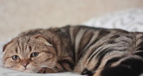 苏格兰折耳猫的饲养方法（让你的苏折宝贝健康快乐成长）