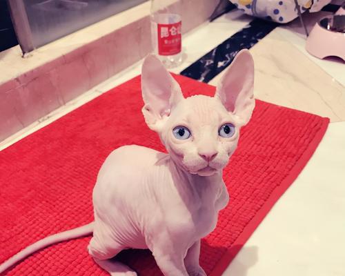 以斯芬克斯猫的饲养方法（如何照顾你的以斯芬克斯猫？）