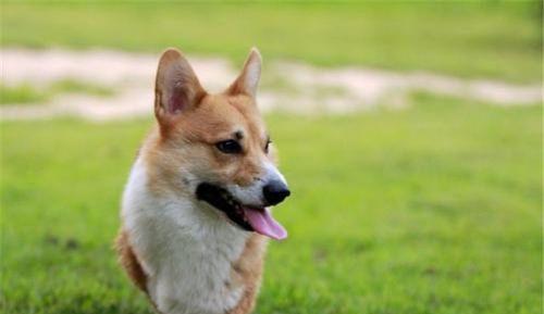 如何养护你的威尔士柯基犬（以爱和耐心培育健康的毛茸茸小伙伴）
