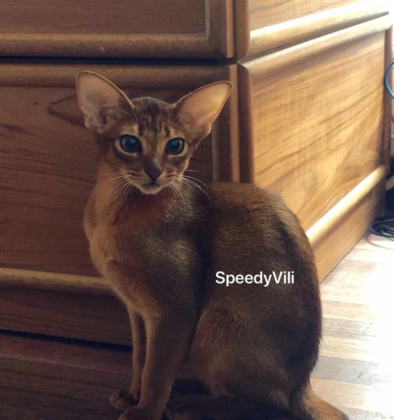如何正确饲养阿比西尼亚猫（宠爱你的猫咪，让它健康成长）