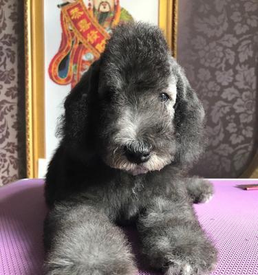 以贝灵顿梗的饲养方法（如何正确地饲养这种可爱的宠物）