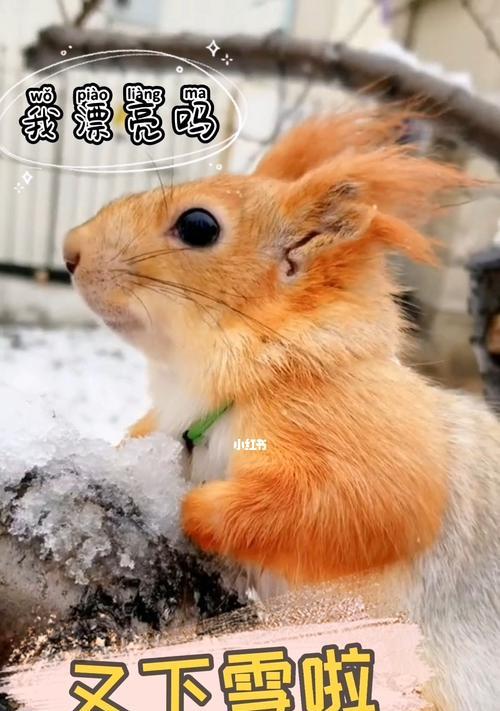 雪地松鼠饲养指南（宠物松鼠如何生存和健康成长）
