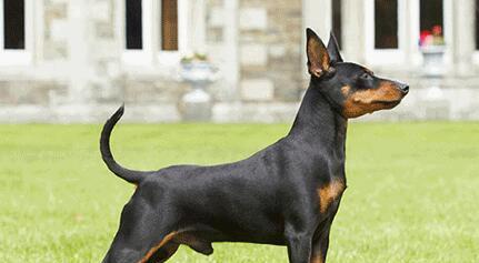 迷你杜宾犬的饲养方法（如何培养健康、快乐的迷你杜宾犬）