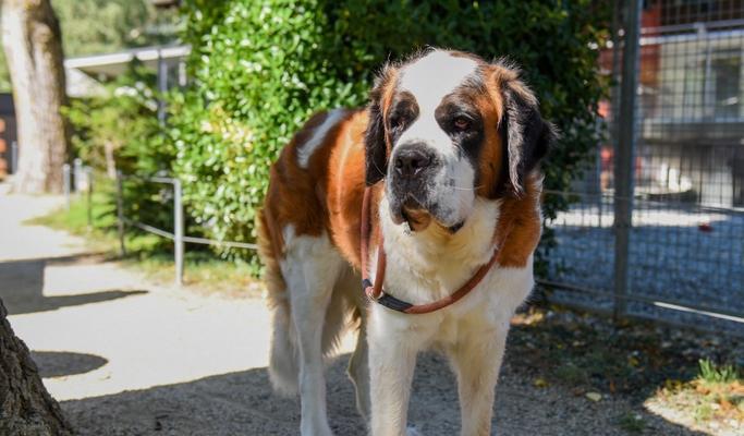 圣伯纳犬的饲养方法（如何成为一名合格的圣伯纳犬主人）
