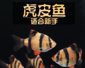 如何饲养健康的德州豹？（宠物养成必知，德州豹的饲养方法）