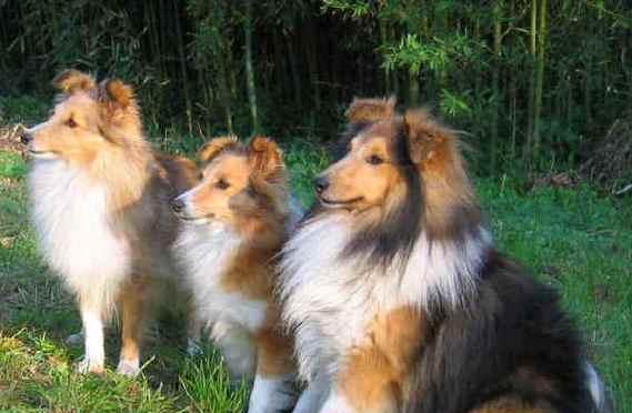 喜乐蒂牧羊犬的养护指南（专家教你如何养护一只喜乐蒂牧羊犬）