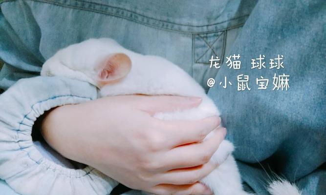 粉白龙猫的饲养全指南（养龙猫的六大注意事项，让它健康快乐成长）