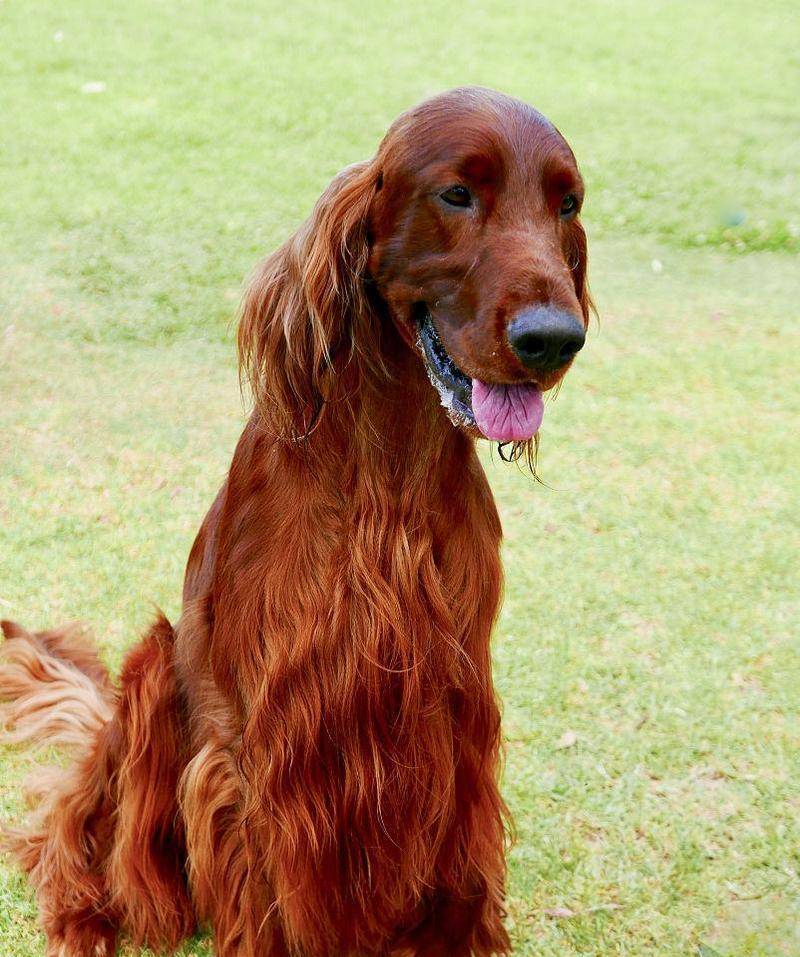 爱尔兰雪达犬饲养指南（以爱尔兰雪达犬的健康、幸福为出发点）