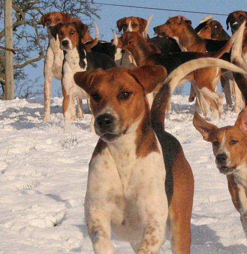 打造健康快乐的美国猎狐犬（以爱心为纽带，细心呵护每一位家庭宠物）