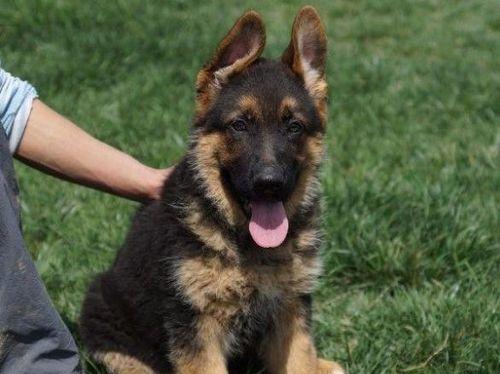 如何正确饲养安娜图牧羊犬（营养均衡、锻炼有度、健康快乐）
