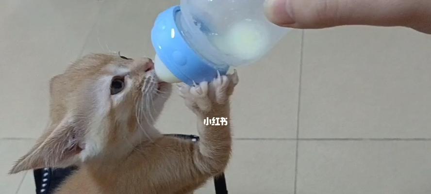 狗狗饮奶指南（如何正确给你的宠物狗喝奶）