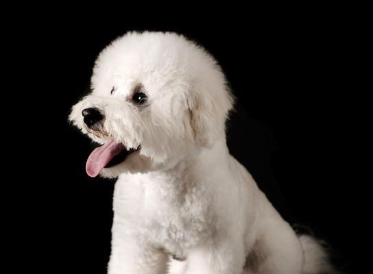 如何饲养健康快乐的贵宾犬（从饮食、运动、护理到训练，全面解析贵宾犬的养护秘籍）