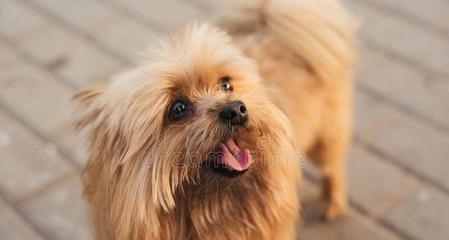 丝毛犬喂养攻略（以宠物为主，让您的丝毛犬健康成长）