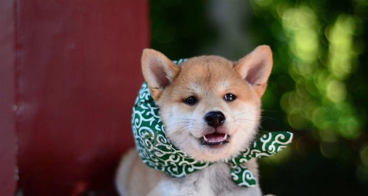 如何照顾你的柴犬（了解柴犬的健康需求，让你的宠物更快乐）