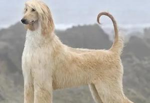 如何训练你的阿富汗猎犬？（宠物训练师分享的秘诀，让你的爱犬成为优秀的猎手）
