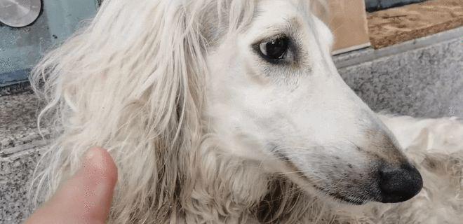 阿富汗猎犬（探究阿富汗猎犬的感性表达能力及行为特点）