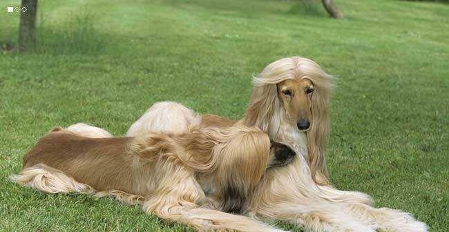 揭秘阿富汗猎犬的厉害之处（宠物爱好者必读，探究阿富汗猎犬的神奇魅力！）