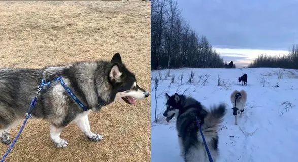 阿拉斯加护主训练指南（如何培养一只优秀的护主犬）