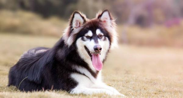 如何训练你的阿拉斯加（从宠物到伴侣，打造最棒的犬友生活）