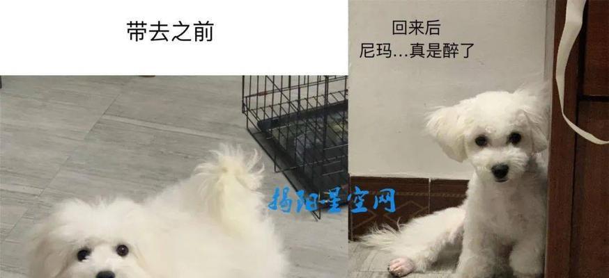 爱犬被毛养护，让TA更健康（掌握清洁技巧，让爱宠活得更舒适）