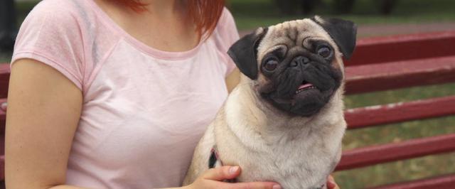 如何训练以巴哥犬停止无意义的吠叫（以宠物为主，让您的以巴哥犬成为一个安静的家伙）