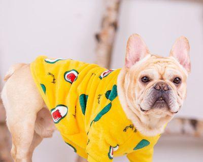 时尚宠物必备——以巴哥犬的服饰（打造宠物时尚新形象）