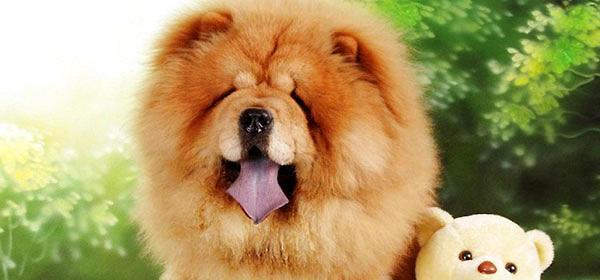 如何帮助宠物狗狗松狮适应新环境（让你的狗狗适应新家，养成健康的生活习惯）