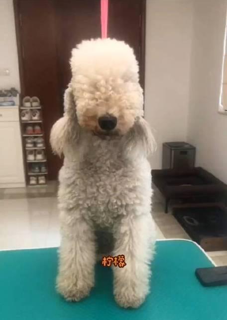 以贝灵顿梗为护主训练的必要性（让宠物成为最好的守护者——贝灵顿梗护主训练）