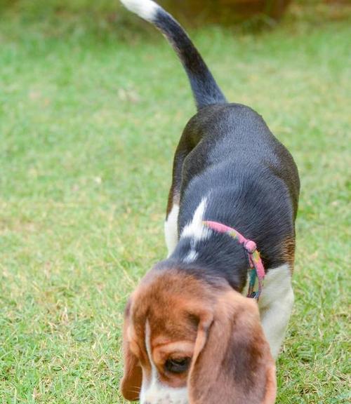 比格犬养护大全（掌握比格犬健康护理技巧，打造幸福宠物生活）