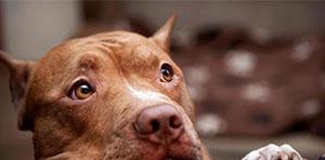 如何科学地喂养比特犬——探究比特犬的饮食习惯和营养需求