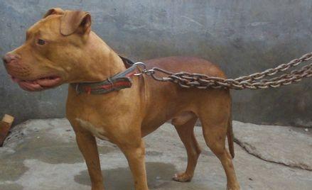 比特幼犬的全面饲养指南（以宠物为主，让你的比特幼犬健康快乐成长）