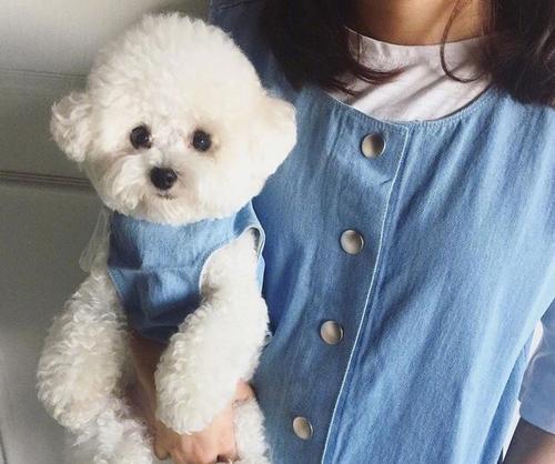 比熊犬产后护理之全方位指南（以宠物为主，关爱与呵护从此开始）