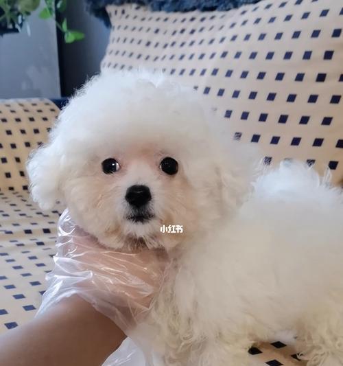 如何避免比熊犬爆毛？（探究以宠物为主的营养饮食与护理）