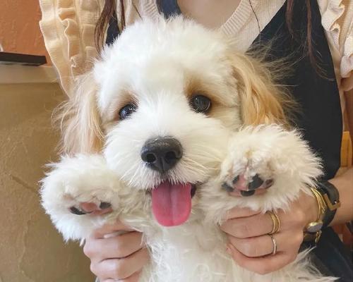 以比熊犬的简单食谱为主（为宠物健康护航）