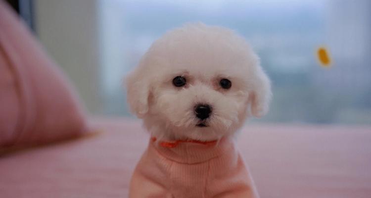 探寻比熊犬的习性特点（以宠物为主，深入了解比熊犬）