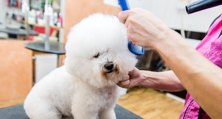以比熊犬的营养成分为主题的饲养指南（从宠物健康、饮食和行为三方面考虑，提供全面的养狗建议）
