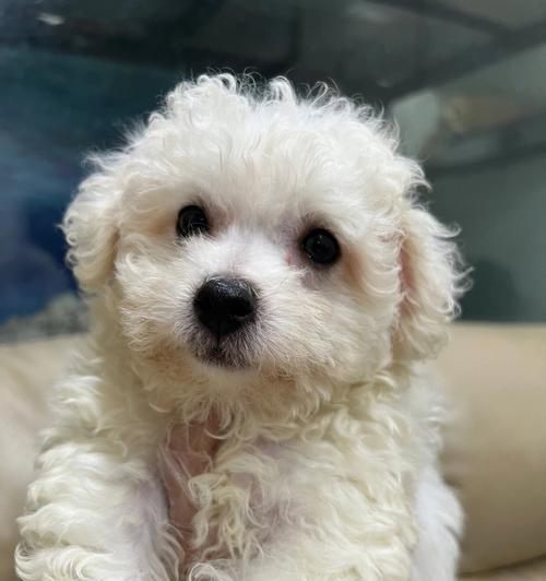 探究比熊犬掉毛问题（以宠物为主，详解比熊犬掉毛的原因和解决方法）