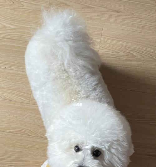 如何帮助肥胖的比熊犬恢复健康（宠物主人必知的减肥方法，让比熊犬不再肥胖）