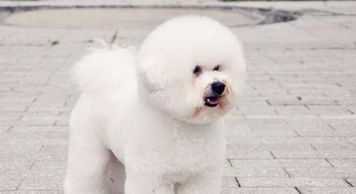 如何应对比熊犬的咳嗽（宠物狗的健康问题与解决方法）