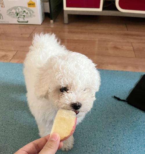 比熊犬的饮食（以宠物为主的饮食健康探究）