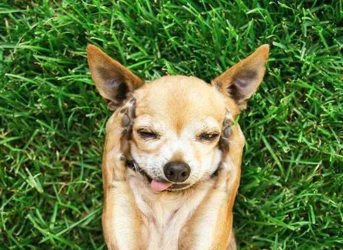 比熊犬群居的特性（探索宠物比熊犬的社交行为和生活习性，揭秘其群居特性）