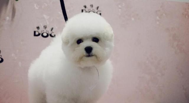 比熊犬——您家的最佳宠物选择（拥有比熊犬的10大理由）
