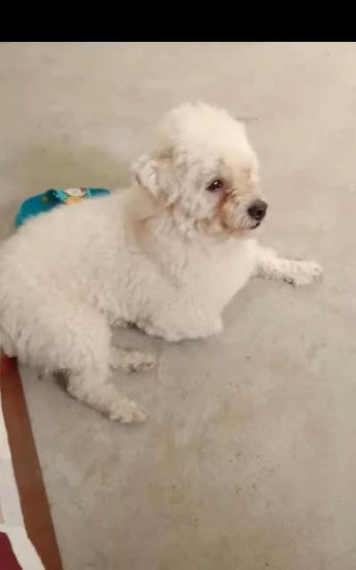 比熊犬断尾问题（探讨宠物健康与外貌之间的平衡）