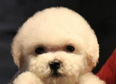 如何为你的比熊犬刷牙（宠物护理的必备技能——比熊犬的口腔保健）