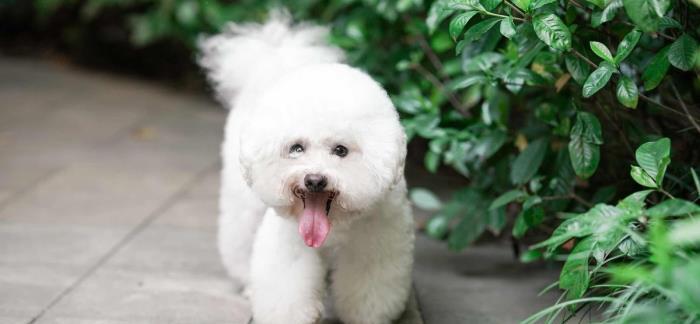 如何养护你的比熊宝宝（以宠物为主的养犬指南）