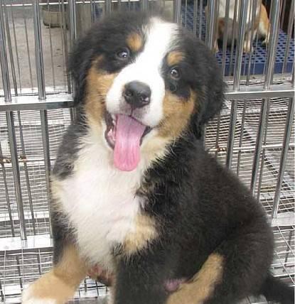 以伯恩山犬生病症状及应对方法（如何及时发现并治疗以伯恩山犬的疾病）